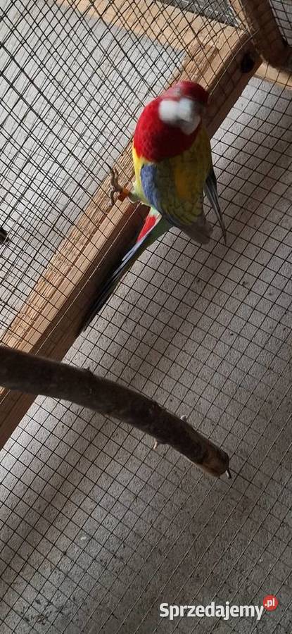 Rozella Białolica 2025 Ptaki Częstochowa