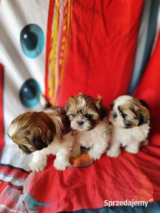 Shih tzu Zyck Polski