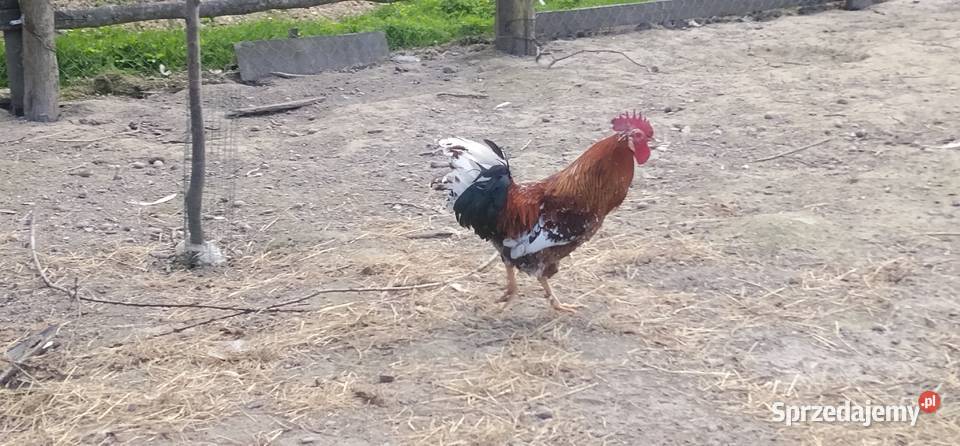 Koguty włoszki legbary 25r
