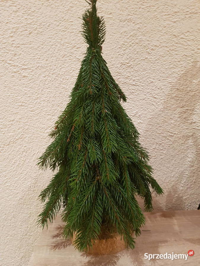 Choineczki ze świerku