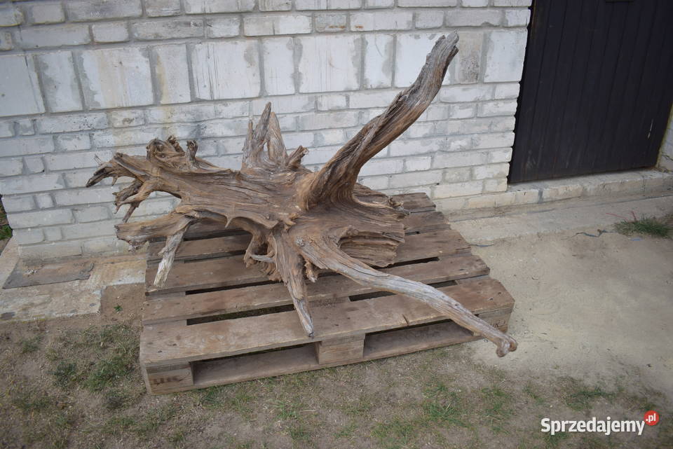 Korzeń ozdobny do ogrodu Połaniec