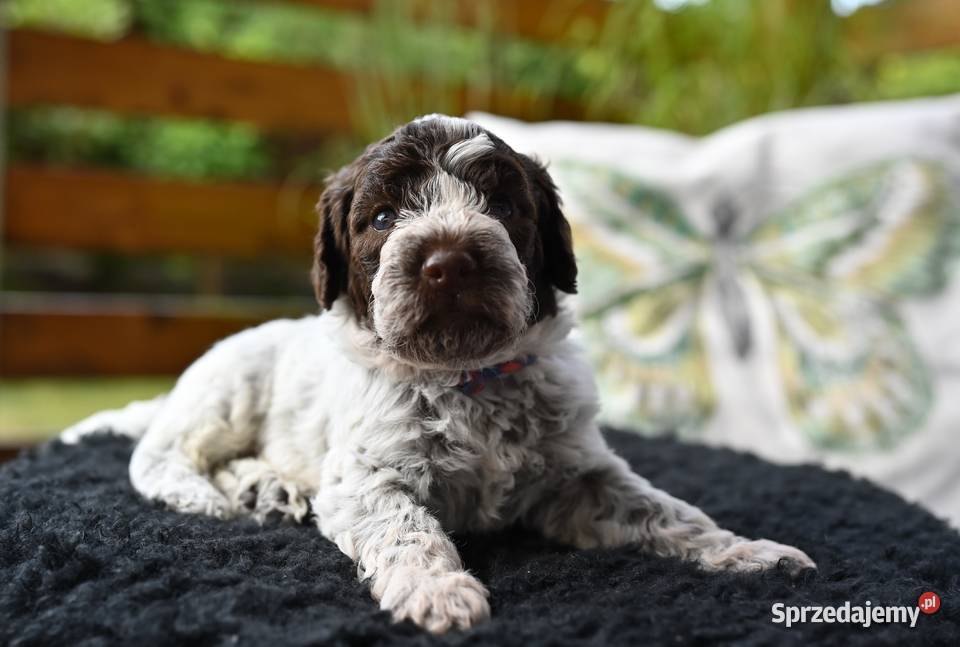 Lagotto Romagnolo FCI