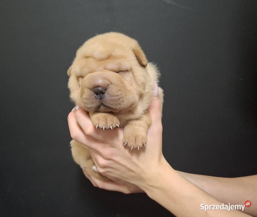 Szczenięta Shar Pei FCI Piotrków Kujawski