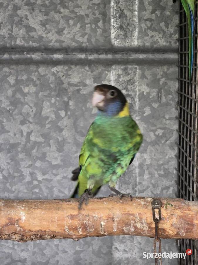 Rozelle czarnogłowe Kragen 2025r sprzedam