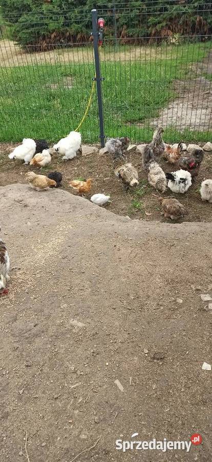 Kurki i kogutki ozdobne lubelskie Komarów-Osada