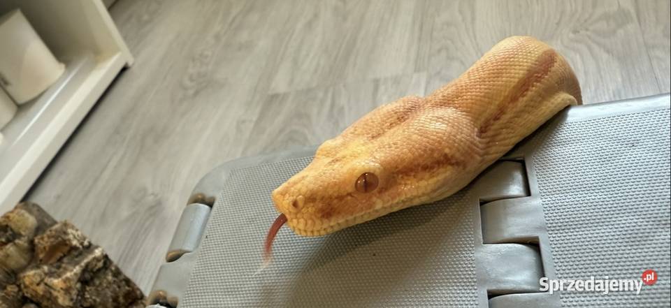 Boa Imperator Sunglow Kahl kujawsko-pomorskie Bydgoszcz
