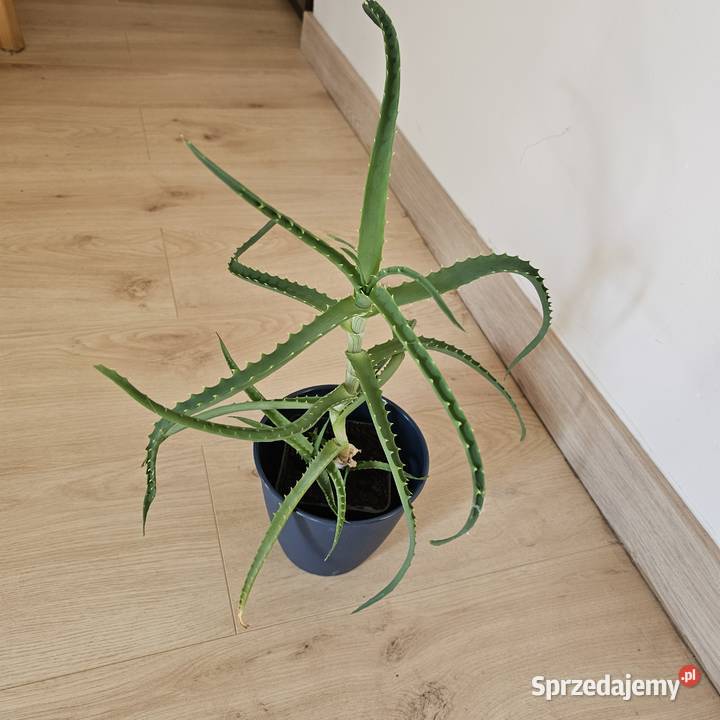 Aloes Roślina doniczkowa roślina domowa Oświęcim