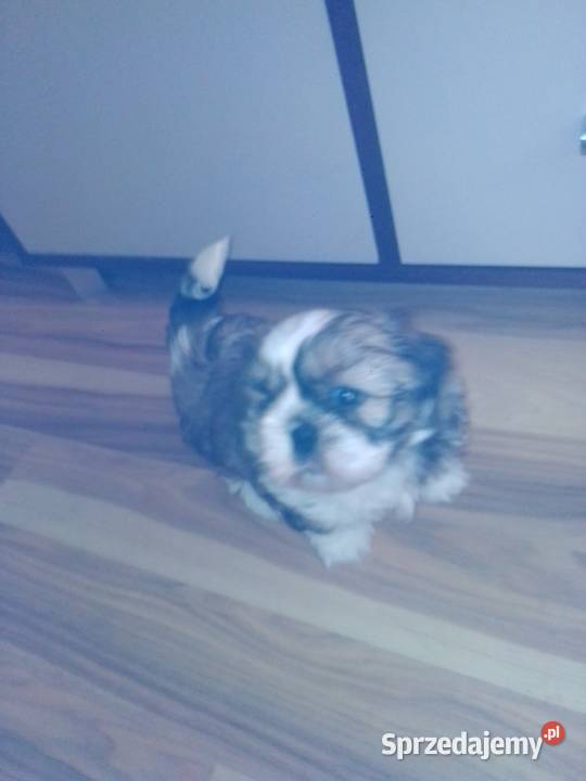 Shih TZU dolnośląskie