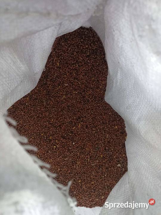 Gryka gorczyca wyka jara rzodkiew oleista Produkcja roślinna wielkopolskie Luboniek