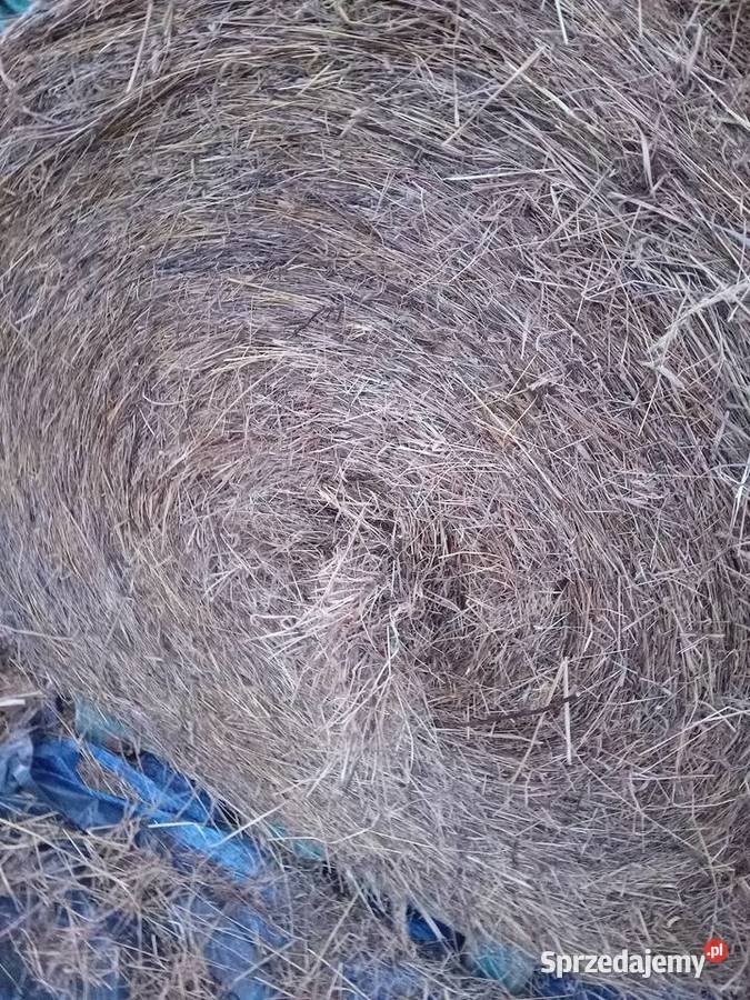 siano zbiór 2025 Trawy, słoma Rolnictwo Dynów