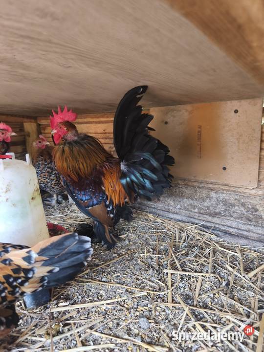 Jaja jajka lęgowe karzełka lapciatego 60zl 10 Jaja dolnośląskie Wrocław