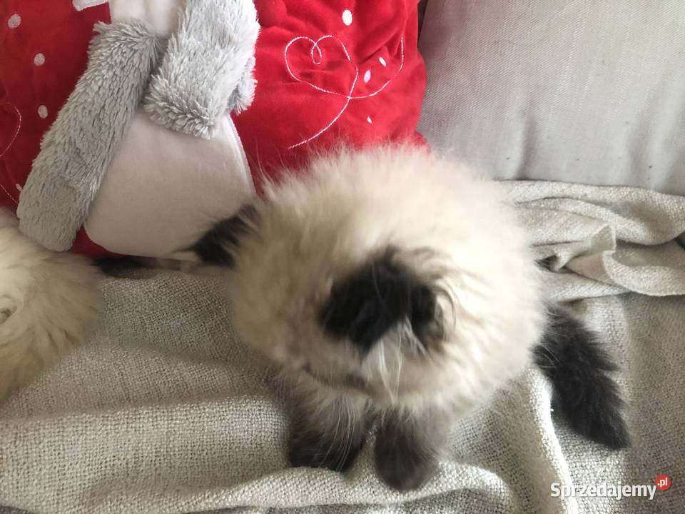 Koty perskie persy Pers Kędzierzyn-Koźle sprzedam