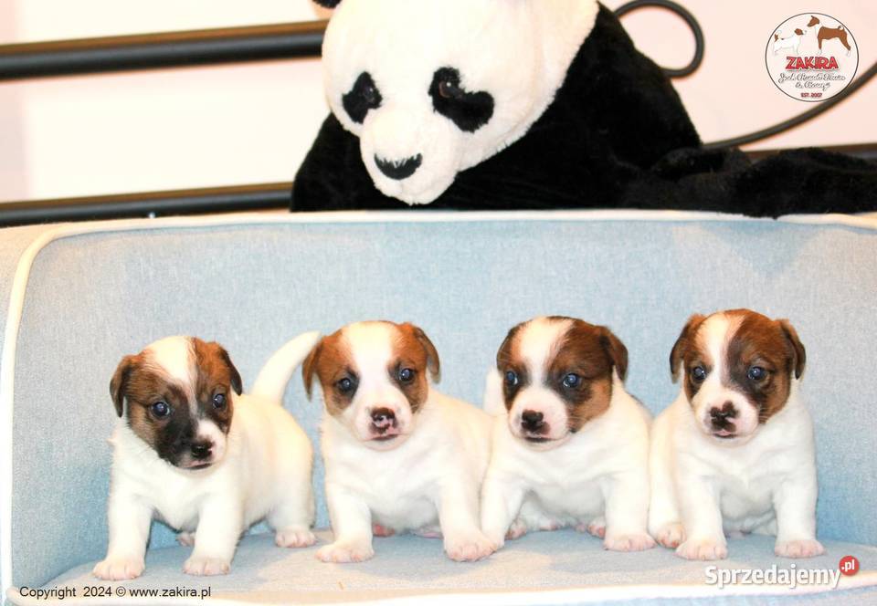 Szczenię Jack Russell Terrier Zima 2025 Ruda Śląska