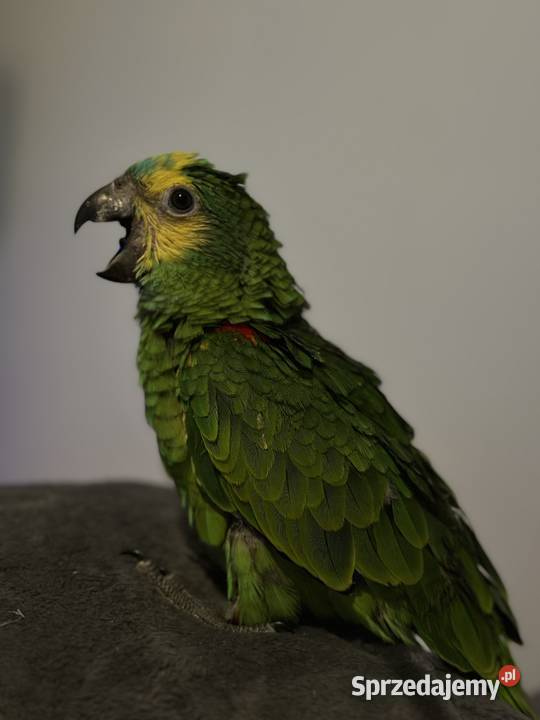 Amazonka niebieskoczelna ręcznie karmiona Katowice sprzedam