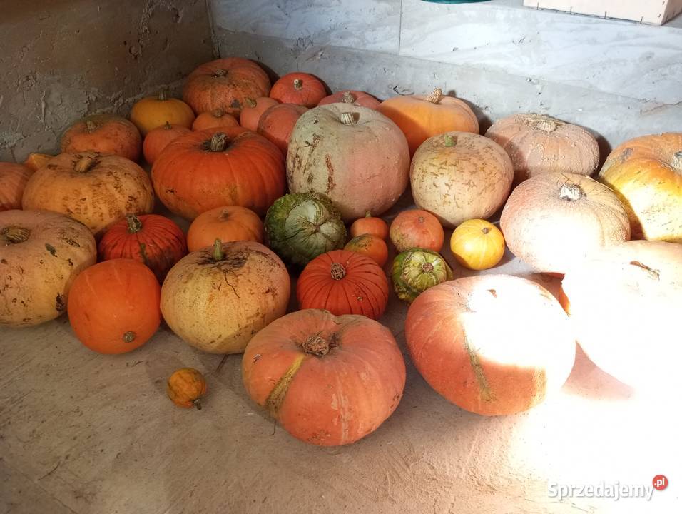 Sprzedam Dynie Jadalne Ekologiczne łódzkie Brzeziny sprzedam