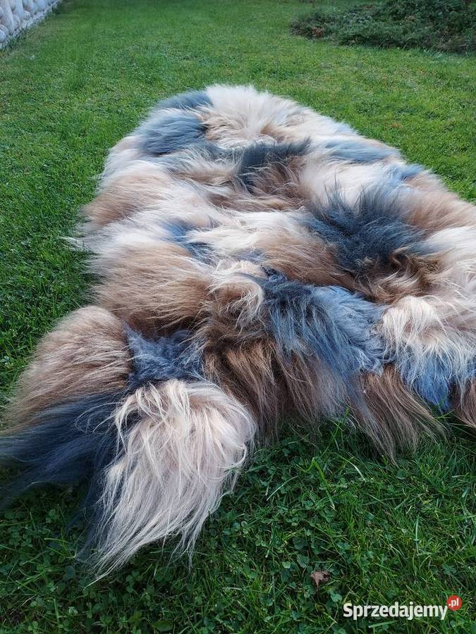 Skóra Owcza XXXL Dywan Ze Skóry Owczej Zszywany Szaflary
