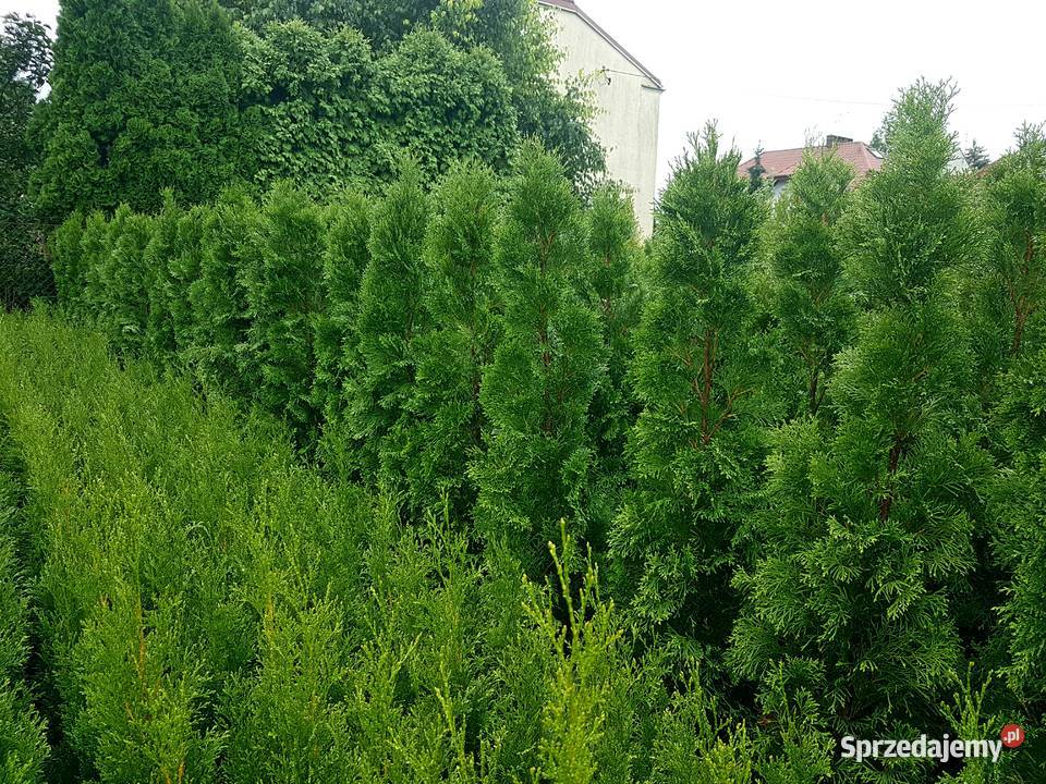 Tuja Szmaragd 150 Ukorzenione TRANSPORT SADZENIE Ożarów Mazowiecki sprzedam