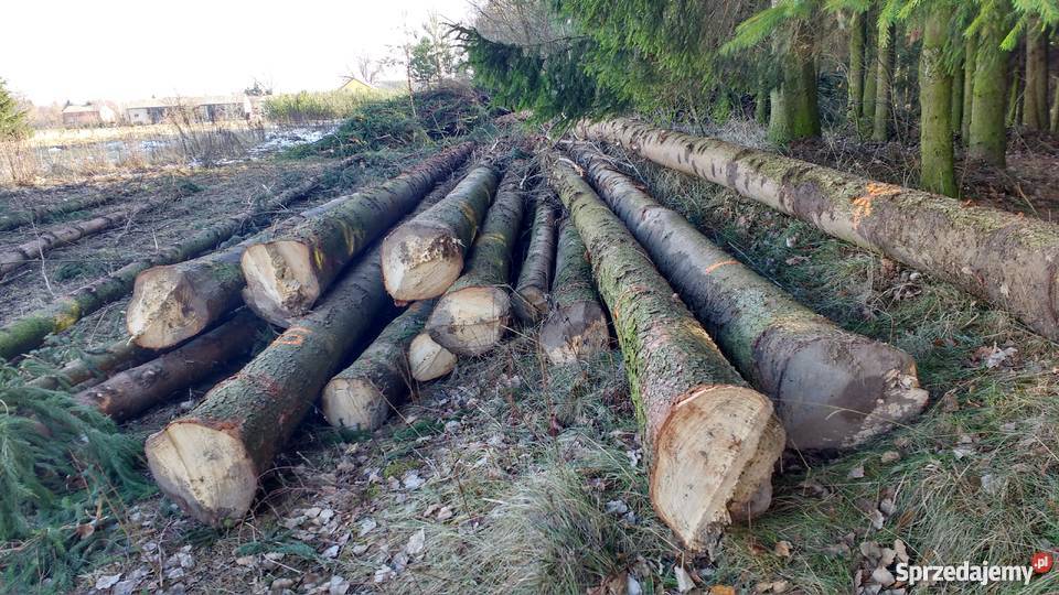 drewno tartaczne dłużyca kłody świerkowe Spiczyn