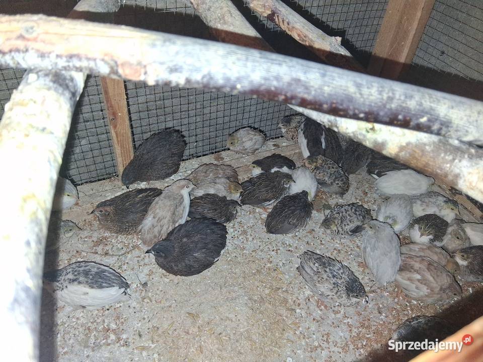 Przepiorki chińskie Szubin