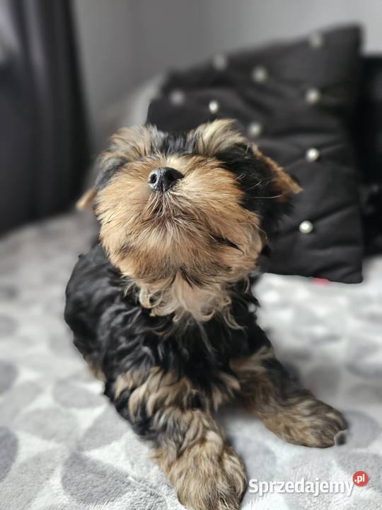 Chłopak Yorkshire Terrier Wyprawka Chip Częstochowa