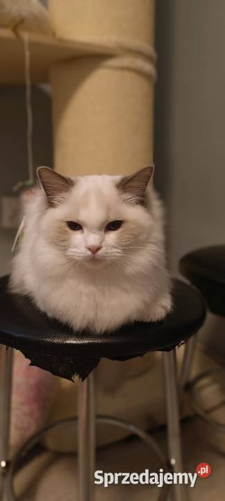 Ragdoll Głogów