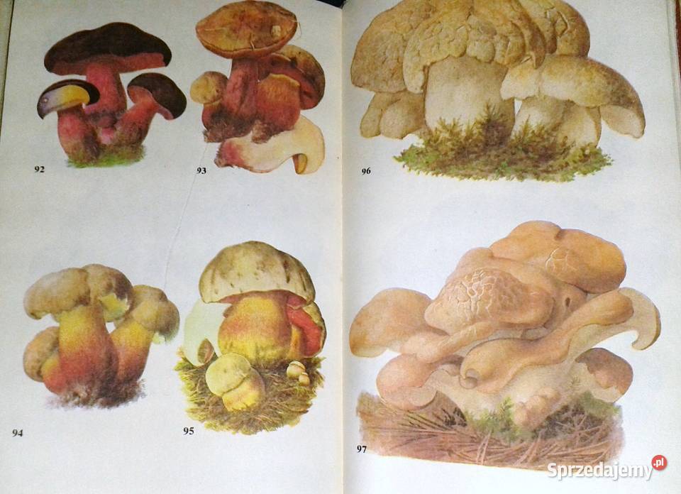 Atlas grzybów Bruno Hennig Chełm