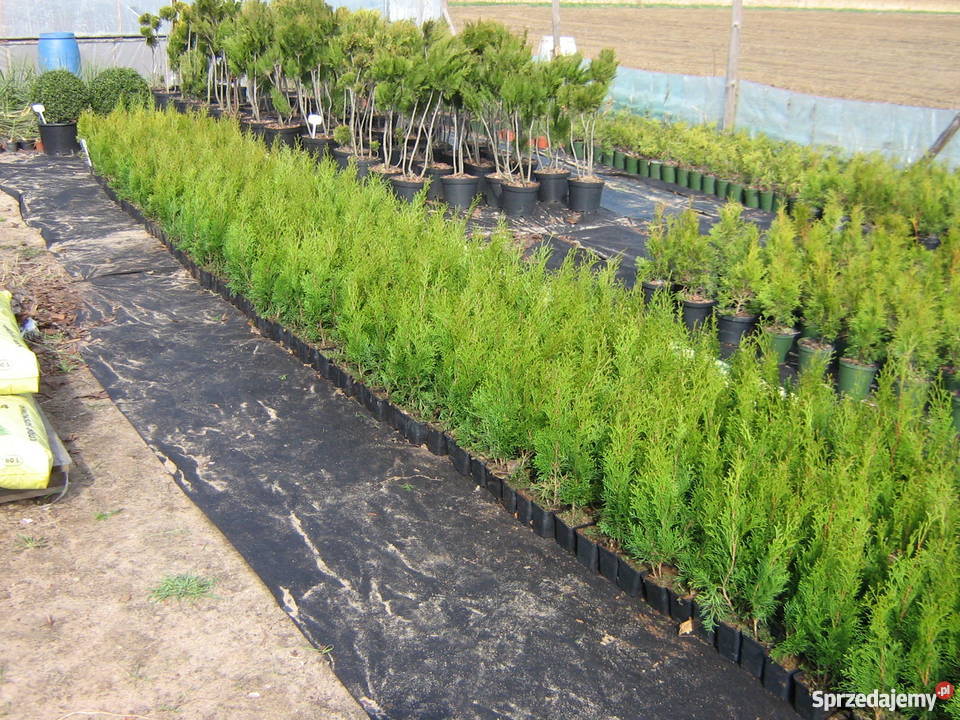 Tuja szmaragd 55zl Idealna na żywopłot Tuje 50 kujawsko-pomorskie Bratwin