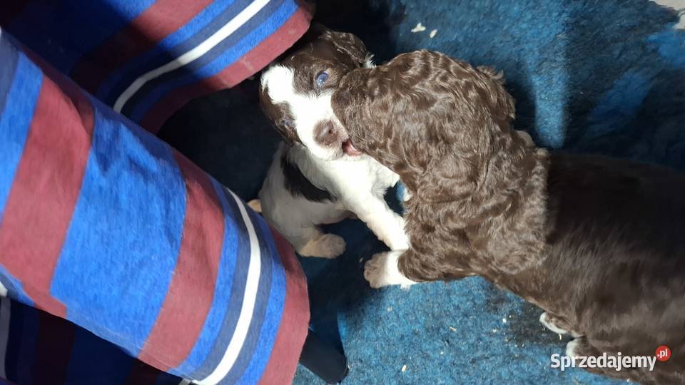 Lagotto romagnolo suczki i piesek metryka zkwp