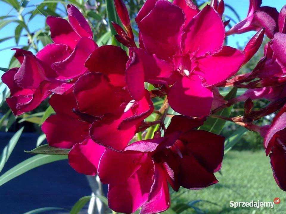 Szczepki okeander powinny zakwitnąć 2021 roku sprzedam