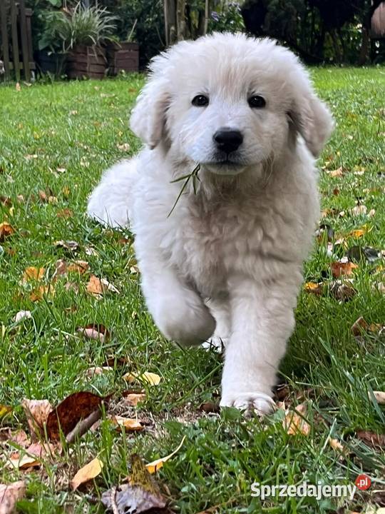 Owczarki podhalańskie Zdziarzec