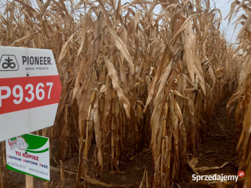 Nasiona kukurydzy Pioneer P9367 FAO Z270 AQUAmax Strzelno sprzedam