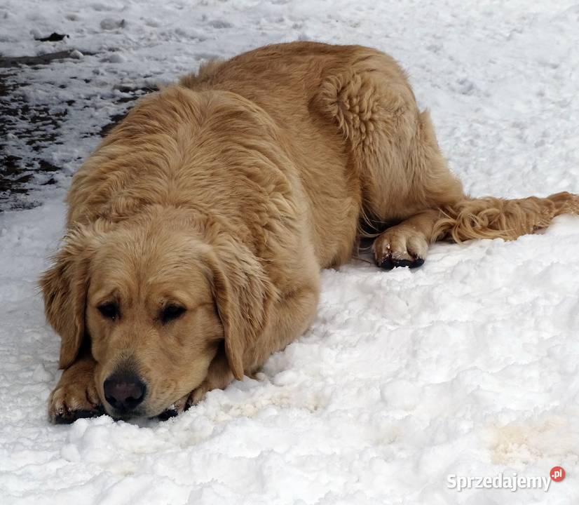 Golden retriever 8 miesięczne Przysucha