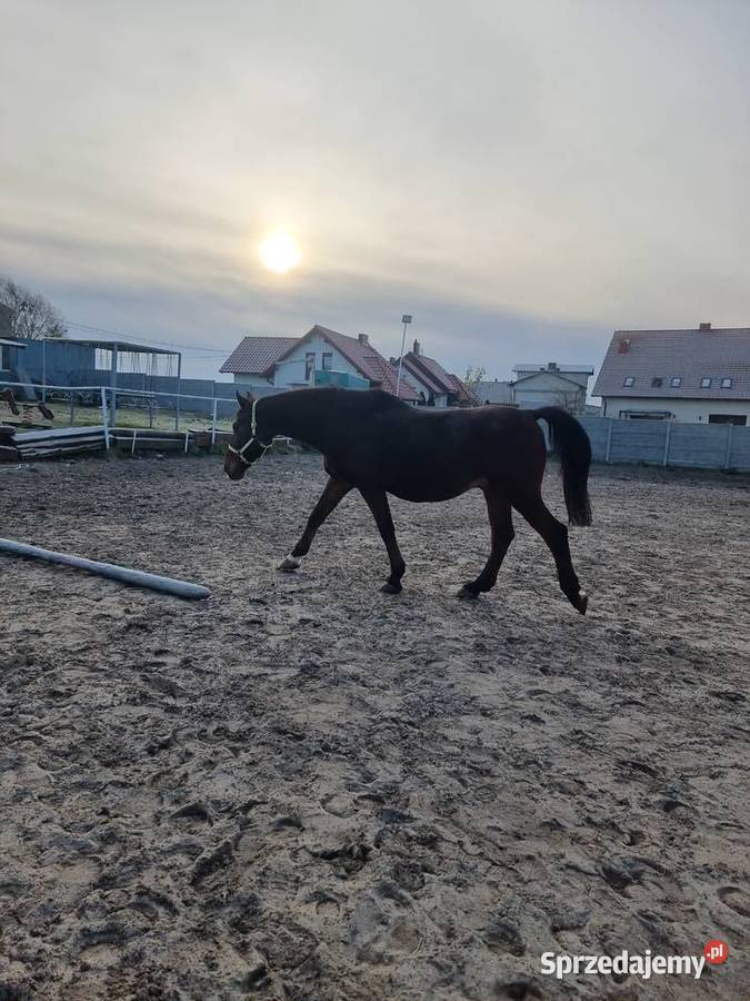 Sprzedam konia wałacha Zwierzęta Gostyń