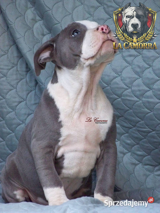 American Staffordshire Terrier Amstaff Paczków