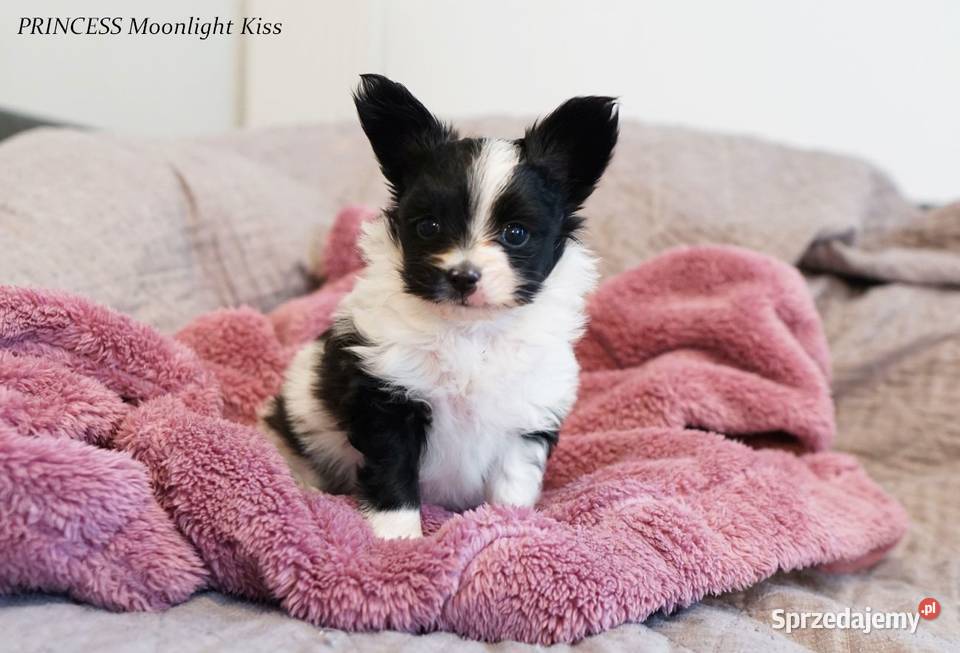 suczka papillon ZKwP FCI spaniel miniaturowy mazowieckie Warszawa
