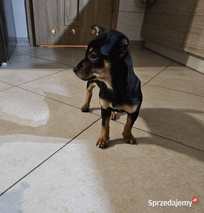 Suczka pinczerek miniaturka Chróścin