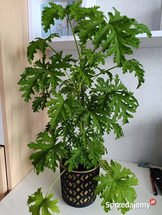 Aloes geranium anginka cytrynowiec Kraków