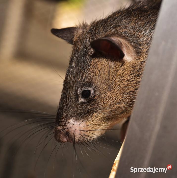 Deratyzacja i dezynfekcja zwalczanie szczurów i Wrocław