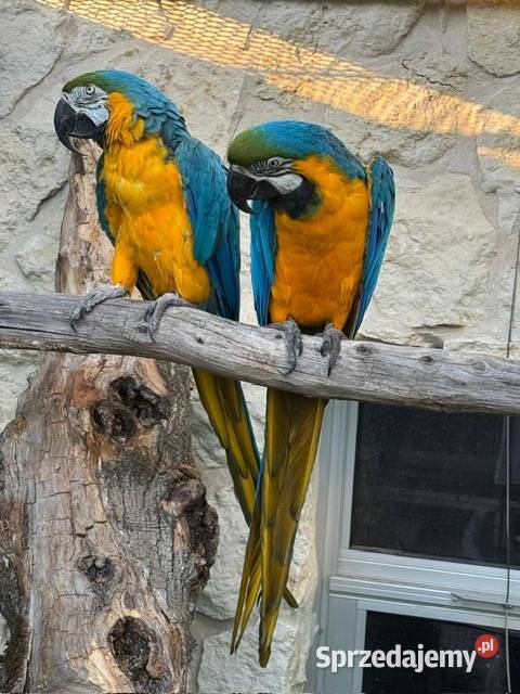 Ara Ararauna legowa para Kraków