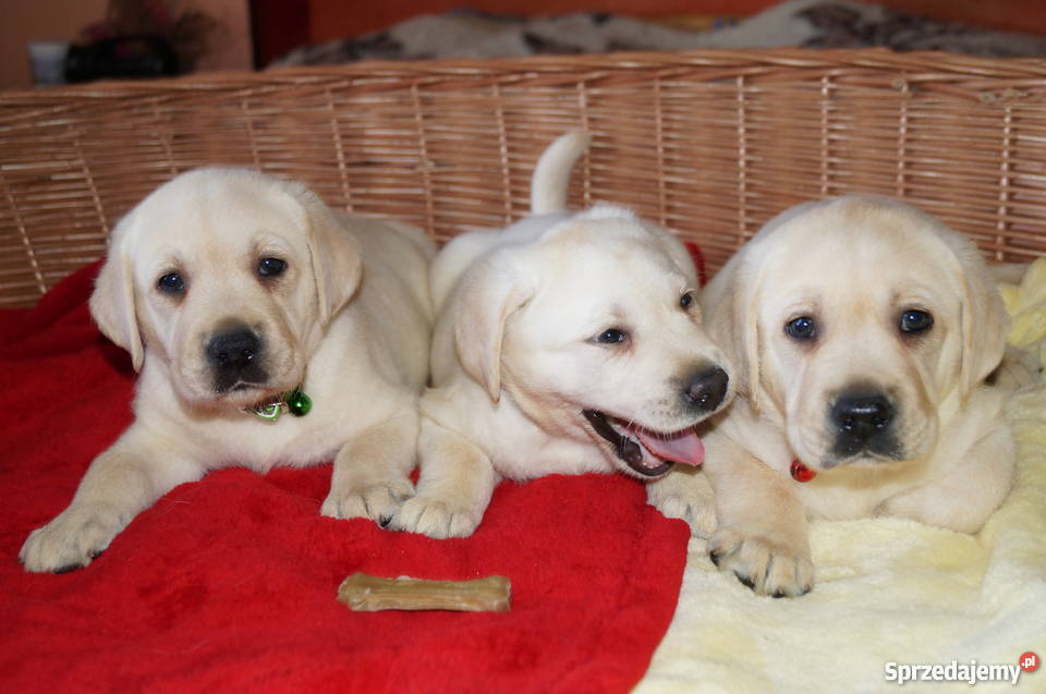 Labradory szczenięta CHrodowód Związku Włocławek