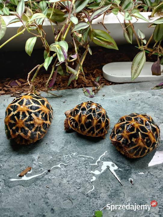 3 poziome terrarium z 2 żółwiami Promienistymi i Białystok