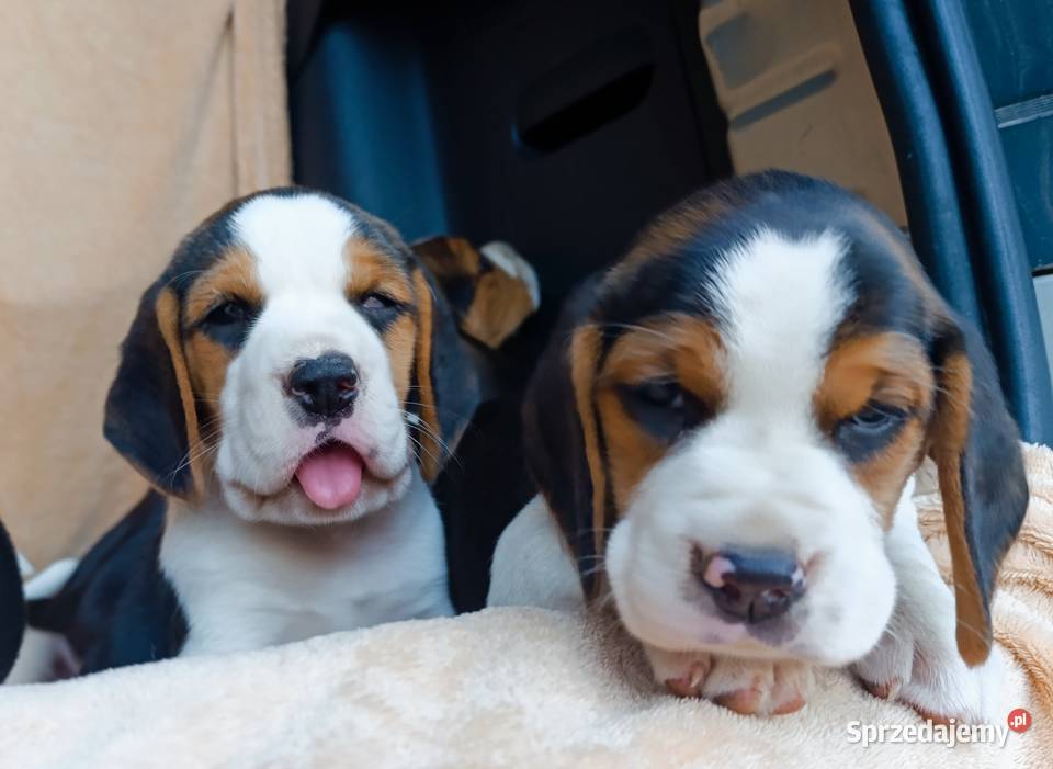 Beagle tricolor szczenięta Sokołów Podlaski sprzedam