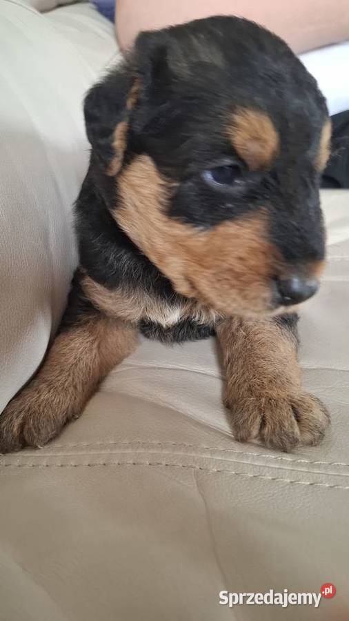 Airedale Terrier szczenięta rasowe ZKwP Lublin