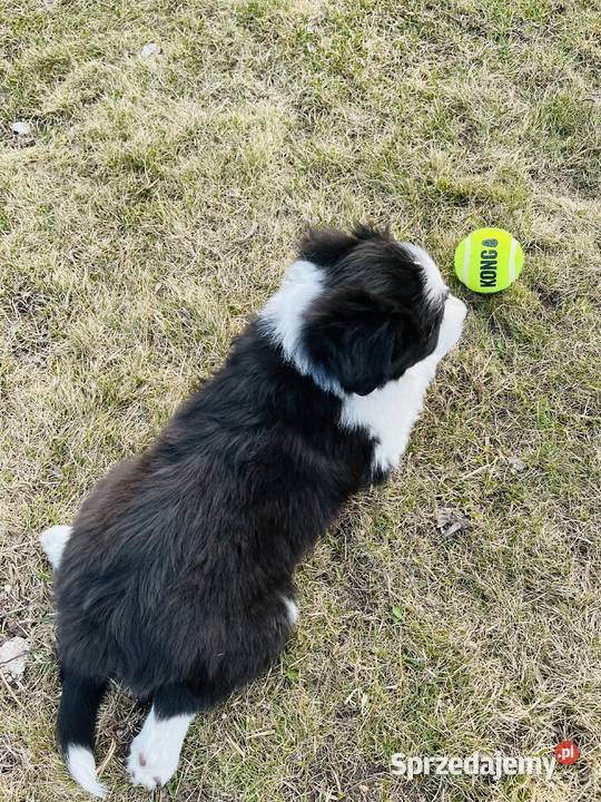 Pieski Border Collie Pozostałe Ratyń
