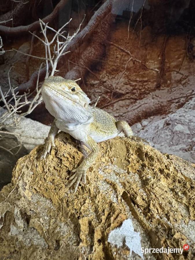 Agama brodata Poznań i wysyłka Polska