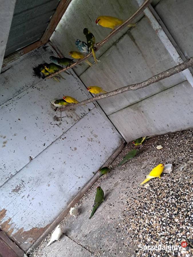 Modrolotki Papugi Kozie Kozy małopolskie