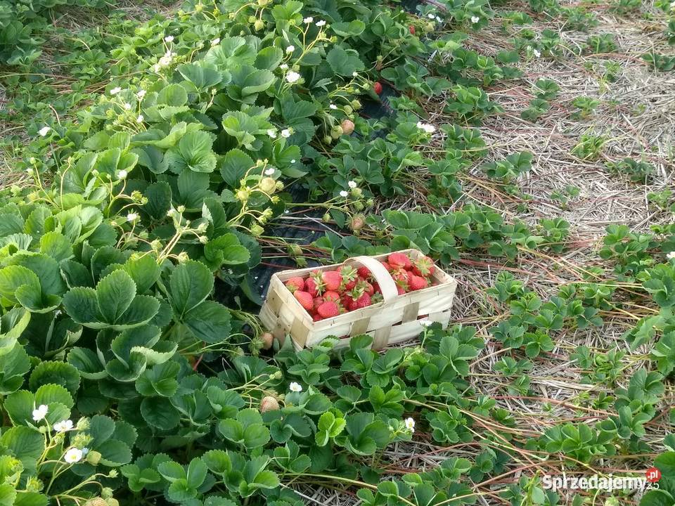 Sadzonki truskawek Truskawki Gigant doniczkowane śląskie Wilamowice