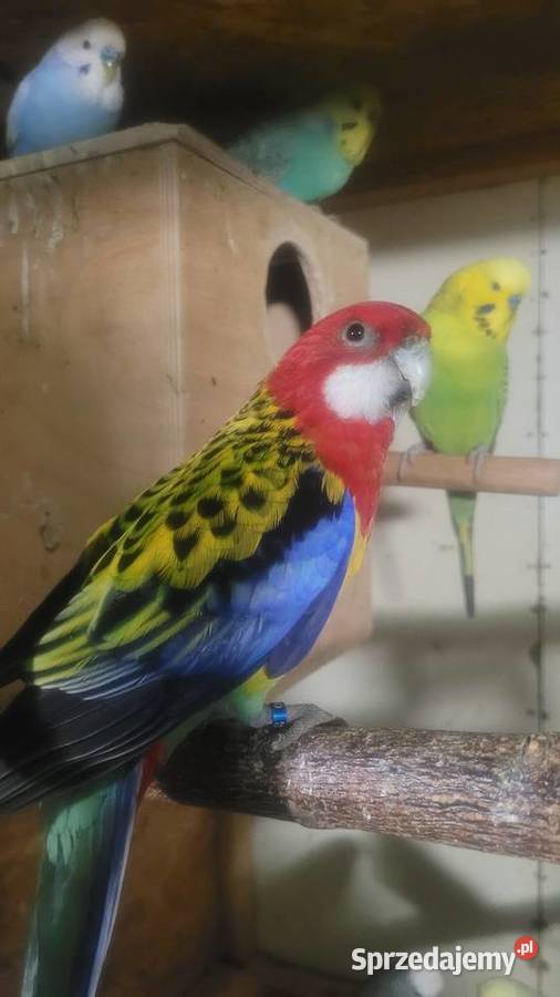 Rozelle białolice Wieliczka