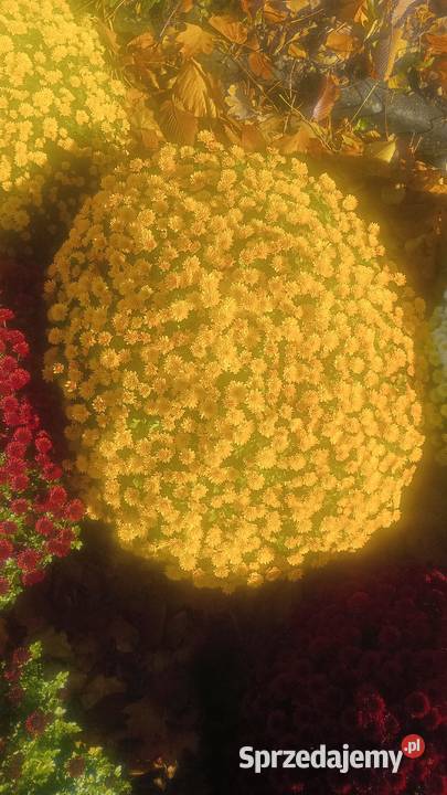 Hryzantemy drobnokwiatowe Bielsko-Biała