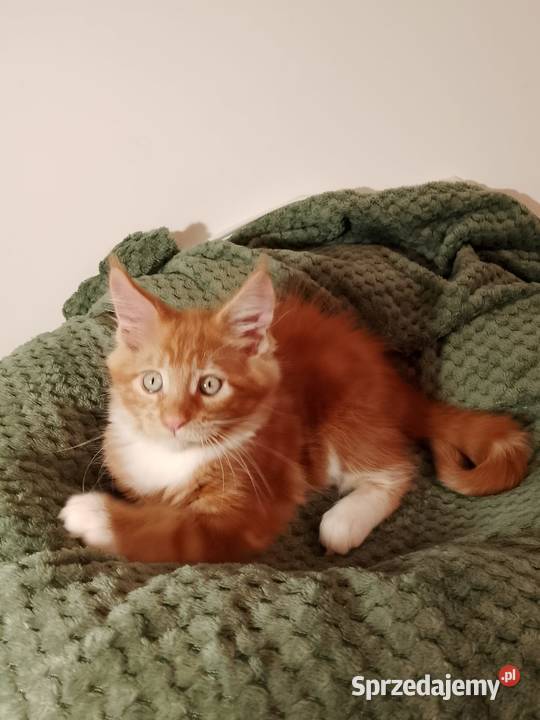 Kocurek Maine Coon Rodowód FPL Bytom Odrzański